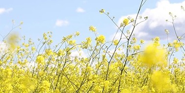 共克时艰?春暖花开